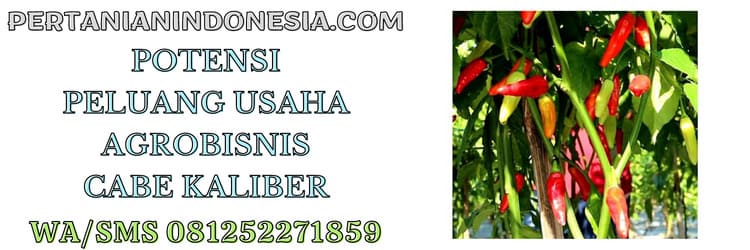 benih cabe,cabe kaliber,peluang bisnis,agrobisnis,agribisnis